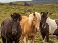 Verschiedenfarbige Pferde stehen beieinander